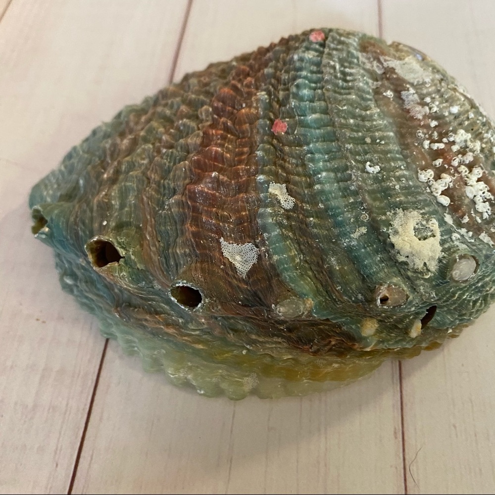 Vintage Abalone Sea Shell - Picture 6 of 9